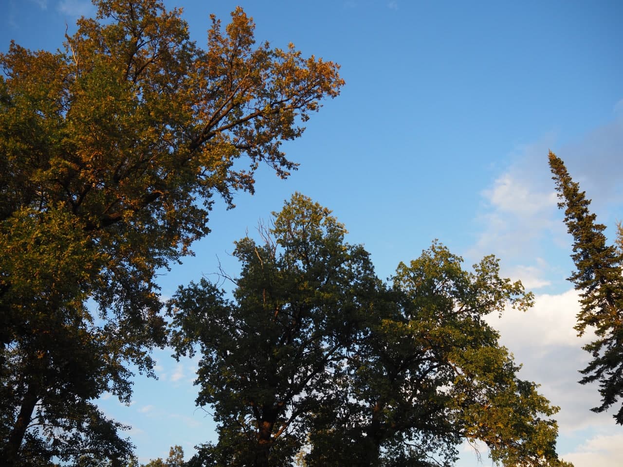 осенние деревья на фоне неба