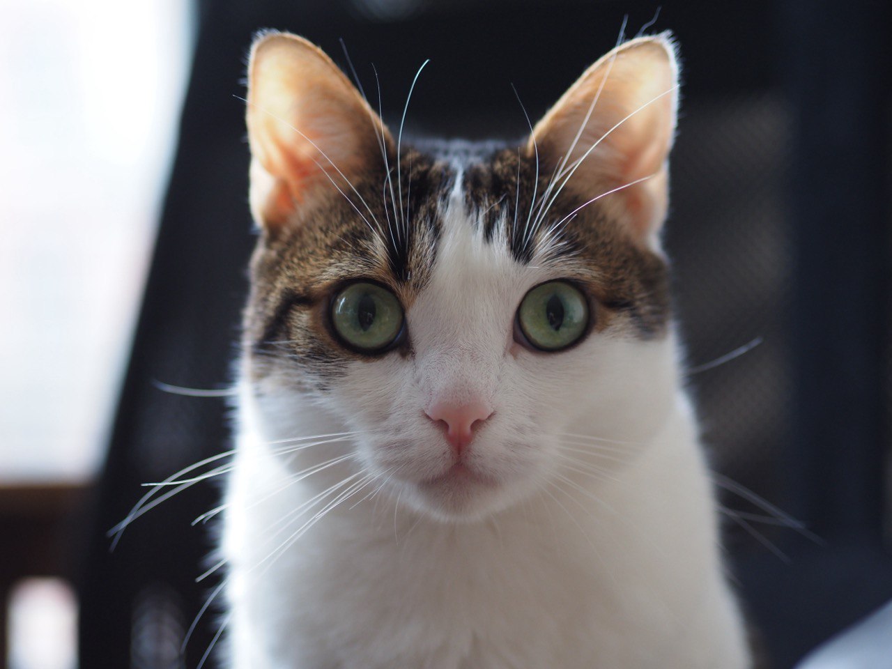кошка